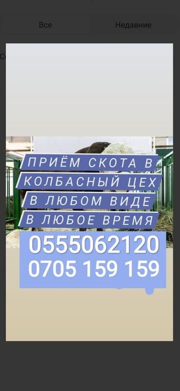собачий дом: Куплю | Коровы, быки, Лошади, кони, Другие с/х животные | Круглосуточно, Любое состояние, Забитый — 1