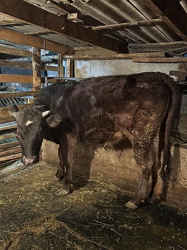 голубь птица: Продаю | Тёлка | Голштин, Швицкая | Для разведения | Нетель — 2