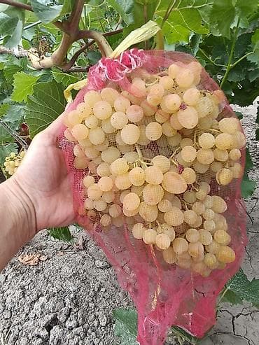 Ландыш, кишмиш Лучистый, Академик, Аркадия, кишмиш Юпитер,Ливия — 4