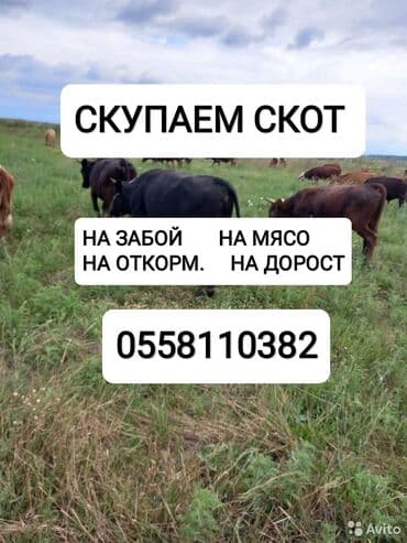 Куплю | Коровы, быки, Лошади, кони, Другие с/х животные | Круглосуточно, Любое состояние, Забитый