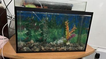 аквариум тумба: Срочно даяр аквариум 20 литр 
Фон декор, компросор грунт таш — 1