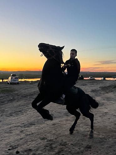 жылкы жаныбар: Сатам | Байтал | Ат спорту — 3