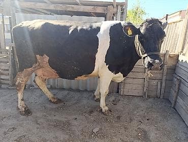 зоомагазин бишкек с животными: Продаю | Корова (самка) | Голштин | Для молока | Племенные, Стельные — 2