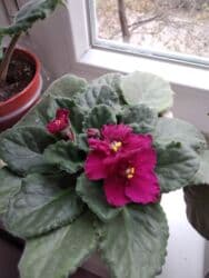 укорененные листики фиалок: Сенполии (узамбарские фиалки) с бордовыми махровыми цветками. - — 3