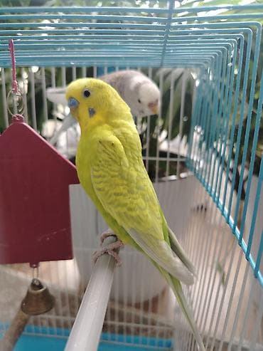 куры цыплята: Волнистые попугаи с клеткой и аксессуарами - Пара волнистых попугаев — 4