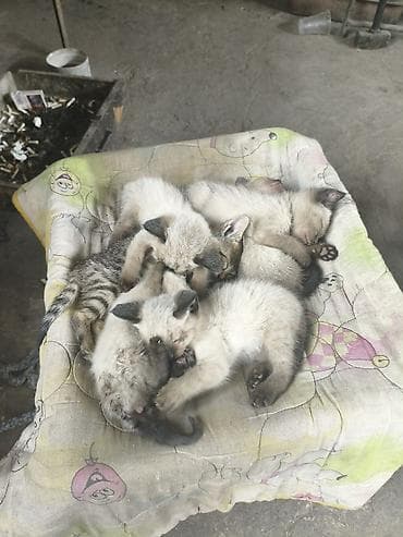 коша: Котята от сиамской кошки - Помёт от породистой сиамской кошки с — 3