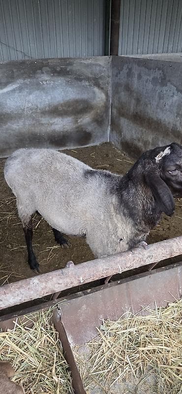 ящики большие: Продаю | Баран (самец) — 9