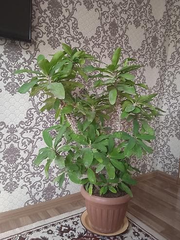 Крупные комнатные суккуленты в декоративных горшках. 1) ЮБКА “Молочай
