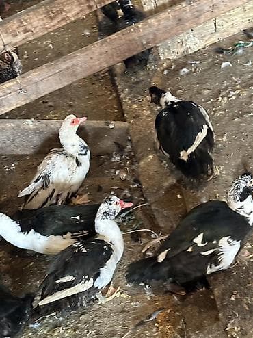 меняю на корову: Индоутки — 5