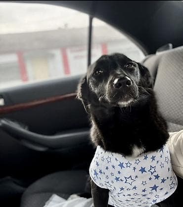 Зоотовары: Собака даром: 8 месяцев, Самка, С прививкой, С родословной — 4