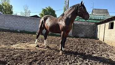 пони конь: Продаётся лошадьАйгыр отлично 👍🏻 держит косяк дает отличных — 6