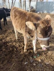 домик для кошки многоуровневый: Сатам | Кунаажын | Көбөйтүү үчүн — 8