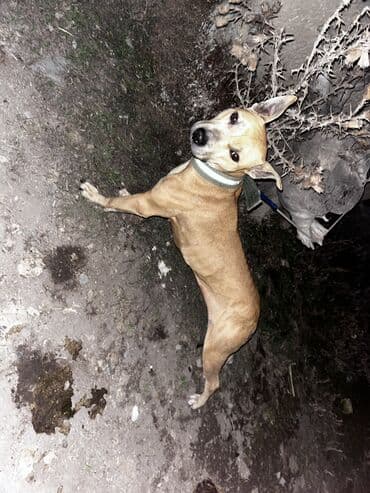 акустические системы rock колонка в виде собак: Питбуль, 1 год, Самка, С родословной — 2