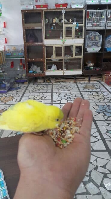 эликсир феникс цена в бишкеке: Попугаи волнистые — 3