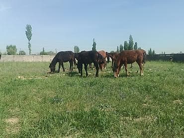 жаны уйлор: Сатам | Тай — 4