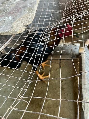 цетка для кур: Продаю | Петух | Для разведения — 5