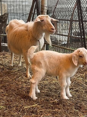 кара балта животные: Продаю | Козлёнок | Полукровка | На забой | Племенные — 4