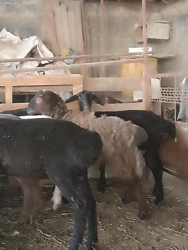 кунажын бишкек: Сатам | Козу | Союуга | Токту — 5