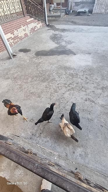 Продаю | Куры | Домашняя | Для разведения at lalafo.kg Продаю | Куры | Домашняя | Для разведения