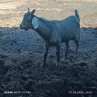 алатауская корова: Продаю | Коза (самка), Козёл (самец), Козлёнок | Полукровка | На забой, Для разведения — 7