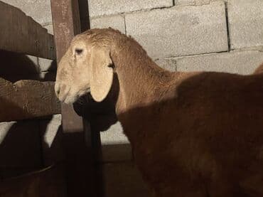 продаю овец: Продаю | Баран (самец) | Арашан | Для разведения — 3