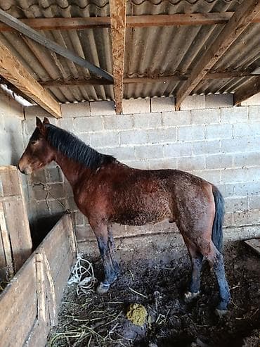 лошит: Продаю | Конь (самец) | Рабочий — 2