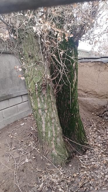 сверление бурение: Терек сатам алчуулар болсо жазкыла чалгыла — 5