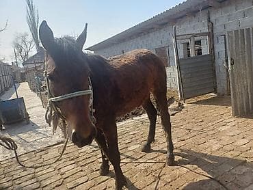 хаски самец: Продаю | Конь (самец) | Рабочий | Племенные — 4