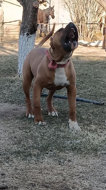 тайган ит: Питбуль, 7 айлык, Эркек, Эмделген — 2