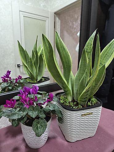 Кактусы: Мини-композиции из кактусов в декоративных керамических кашпо - — 7