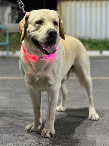 цена бельгийской овчарки: Вязка лабрадор-ретривер (кобель, палевый окрас) Предлагается для — 2