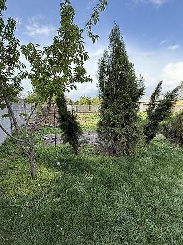 саженцы дуба: Туя Сатылат Живые хвойные растения для озеленения участка — 5