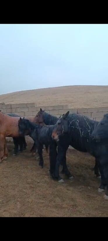 бордер коли собака: Продаю | Кобыла (самка) | Для разведения | Племенные — 1