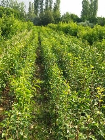 уголь каракече бешсары шабыркуль каражыра доставка бишкек купить фото: Саженцы плодовых деревьев (полевая плантация) - Ровные ряды молодого — 2