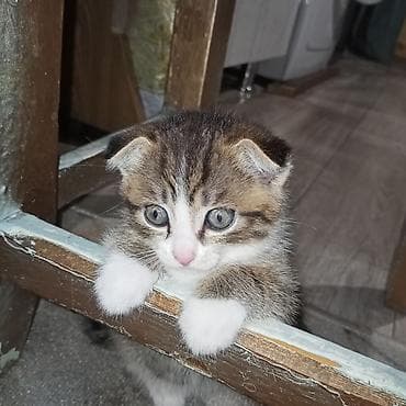 иттер ош: Продаю 2 котят. мама их скотишфолд вислоухая. папа красавчик беглец — 9