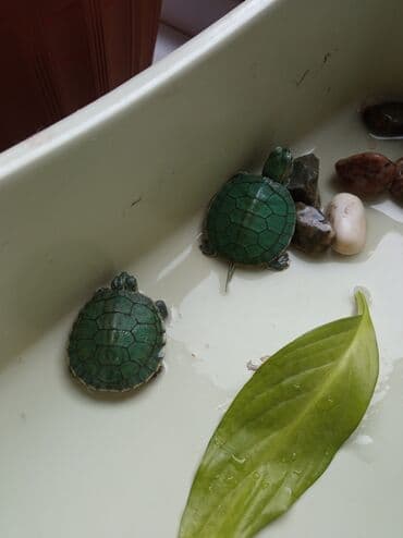 черепах: Водная черепашка красноухая). в наличии 2 шт одна девочка один — 2