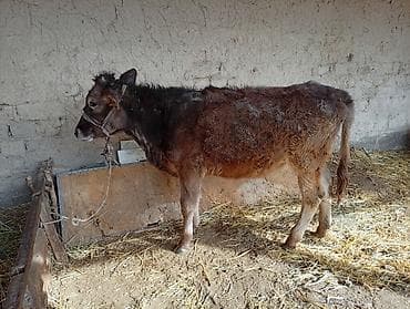 бельгийский бык: Продаю | Музоо, торпок | Полукровка | На откорм | Привязанные — 1