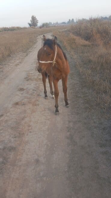 корм для форел: Продаю | Кобыла (самка) | Рабочий — 1