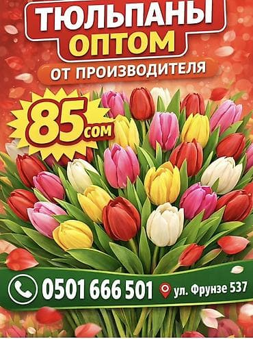 Тюльпаны оптом от производителя. - Разнообразие цветов: красные at lalafo.kg Тюльпаны оптом от производителя. - Разнообразие цветов: красные