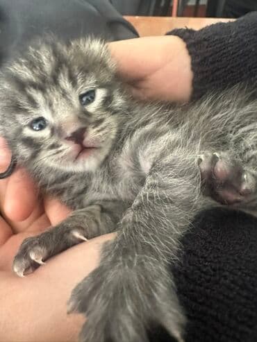 tuxedo порода кошек цена: Кошка даром: Беспородная, 1 месяц, Девочка — 5