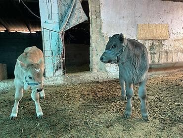 милые собаки: Продаю | Музоо, торпок | На откорм | Племенные — 6