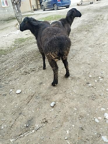 кролик декоративный: Продаю | Овца (самка) | Для разведения — 4