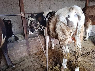 продаю быки: Продаю | Бык (самец) | На откорм | Привязанные — 7