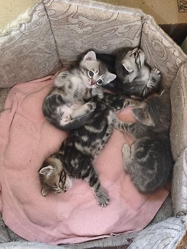 кел кел: Скотиш Страйт (Шотландиялык тик кулактуу), 1 айлык, Ургаачы — 10