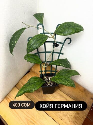 купить алоэ в бишкеке: Хойя (Hoya) - Хойя публикалис сплэш –Цена: 450 сом. - Хойя Мередити — 15