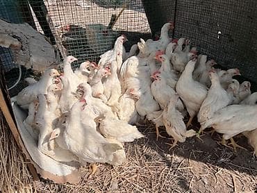 ящик пластик: Продаю | Цыплята | Леггорн | На забой — 4