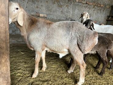 Грызуны: Продаю | Баран (самец) — 4