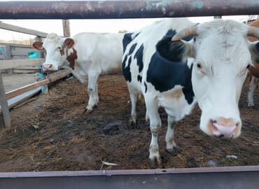 дом попугая: Продаю | Корова (самка) | Для молока — 3