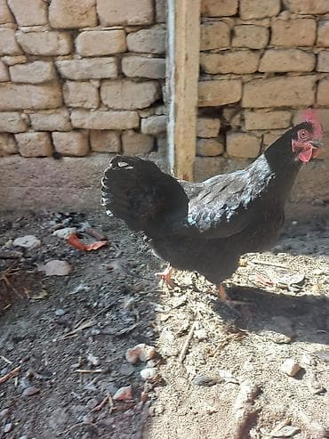 молочный козы: Продаю | Куры | Несушки — 1