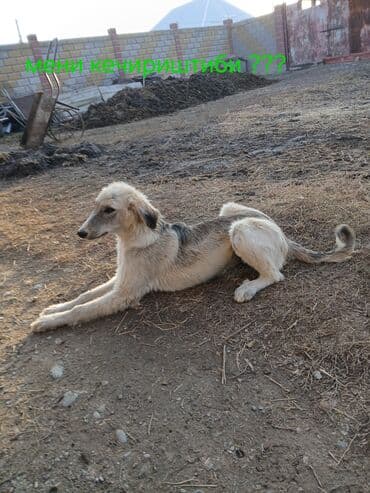 Кошки: Продаю | Кобыла (самка) | Для разведения — 5